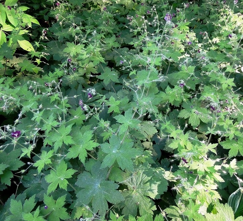 Image of Geranium phaeum specimen.