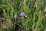 Allium schoenoprasum. Верхние части побегов с соцветиями. Германия, г. Дюссельдорф, Ботанический сад университета. 04.05.2014.