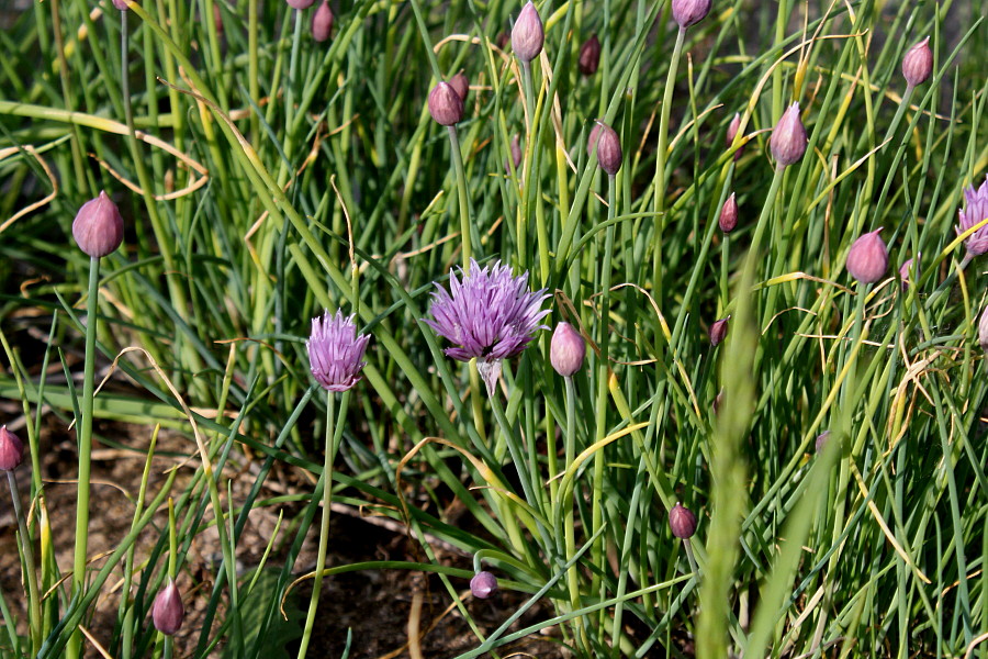 Image of Allium schoenoprasum specimen.