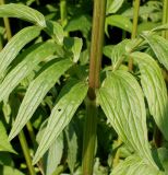 genus Valeriana. Листья в средней части побега. Германия, г. Дюссельдорф, Ботанический сад университета. 02.06.2014.