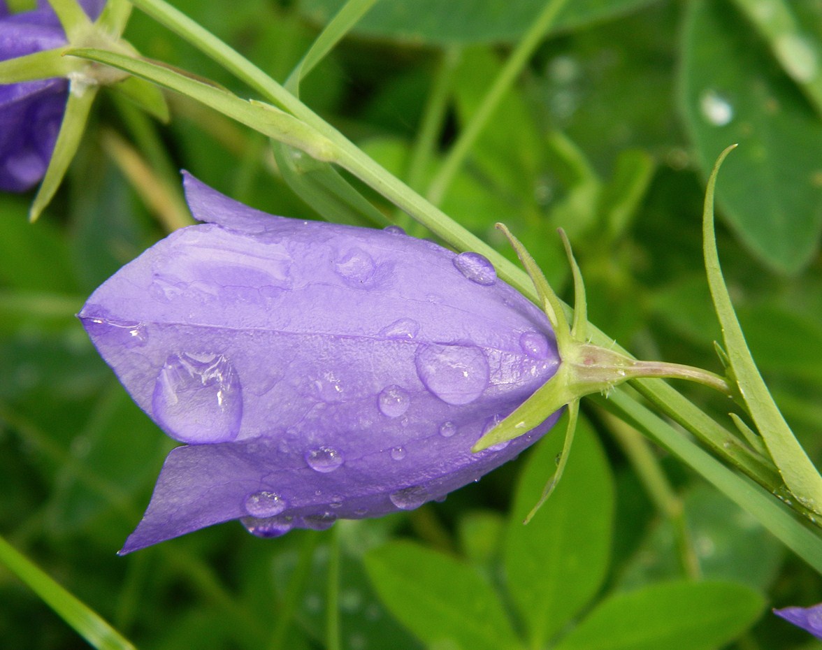 Image of Campanula persicifolia specimen.