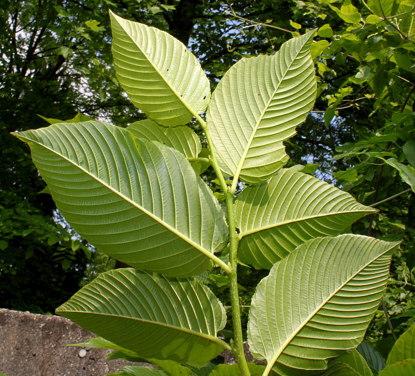 Изображение особи Rhamnus alpina ssp. fallax.