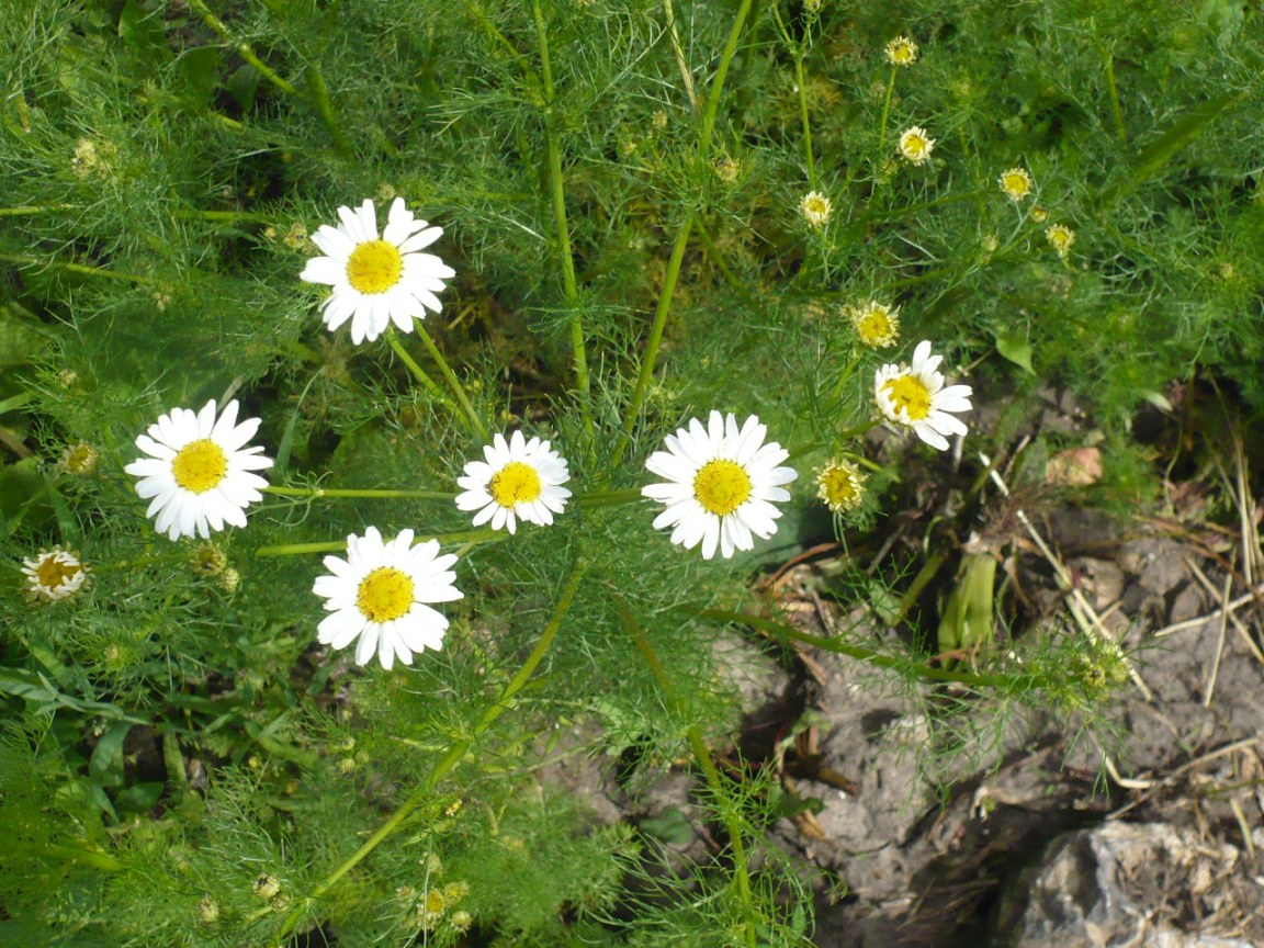 Изображение особи Tripleurospermum inodorum.