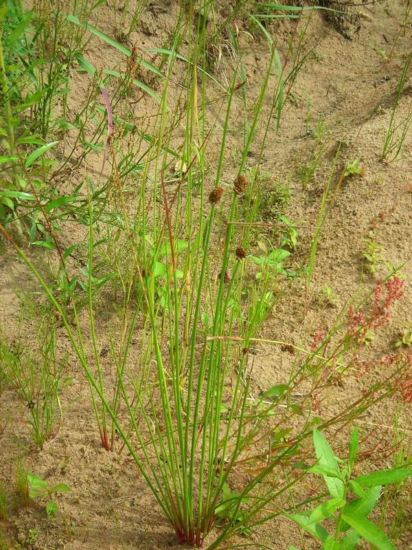 Изображение особи Juncus conglomeratus.