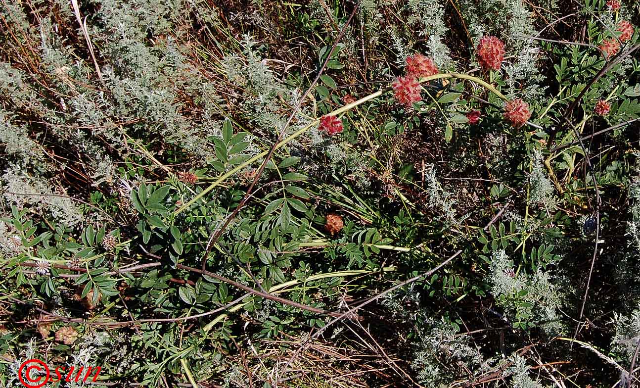 Image of Glycyrrhiza echinata specimen.