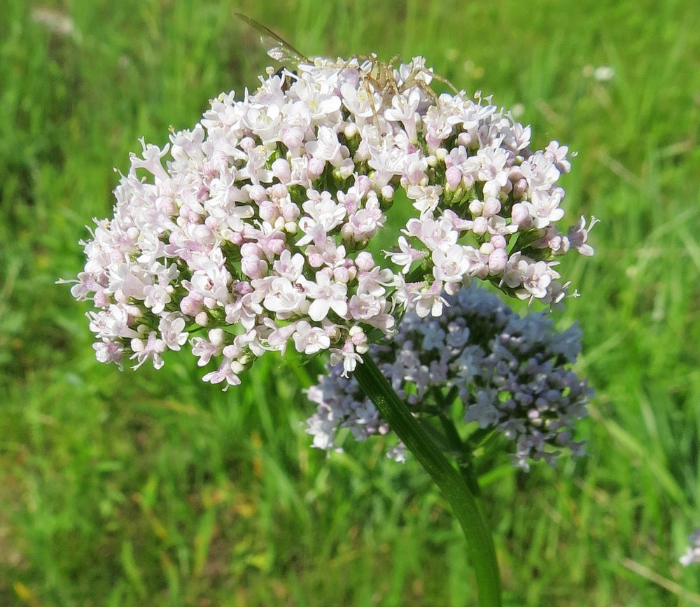 Image of Valeriana dubia specimen.
