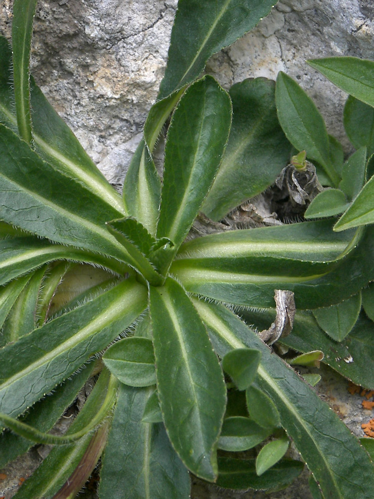Image of Campanula ciliata specimen.
