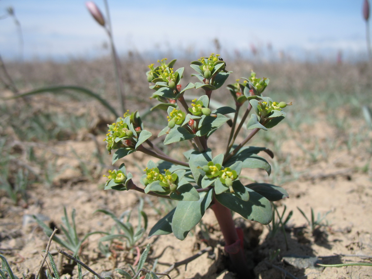 Изображение особи Euphorbia rapulum.