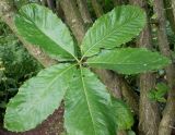 Quercus pontica. Листья. Германия, г. Дюссельдорф, Ботанический сад университета. 03.06.2014.