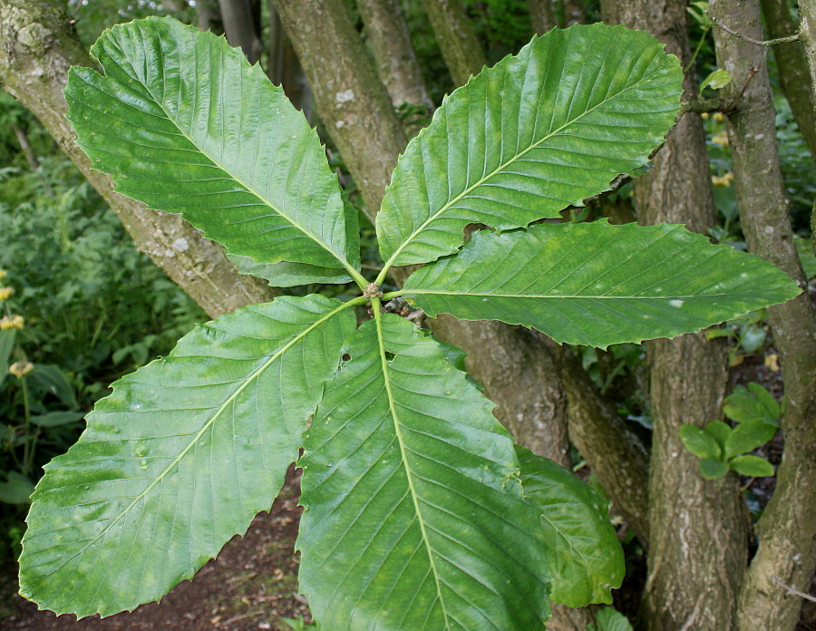 Изображение особи Quercus pontica.