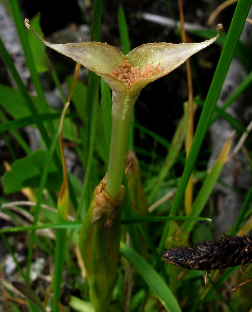 Изображение особи Gentiana grandiflora.