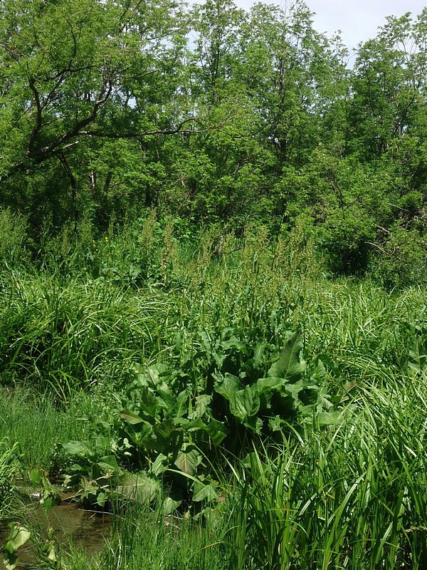 Image of genus Rumex specimen.