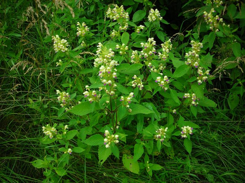 Изображение особи Galeopsis speciosa.