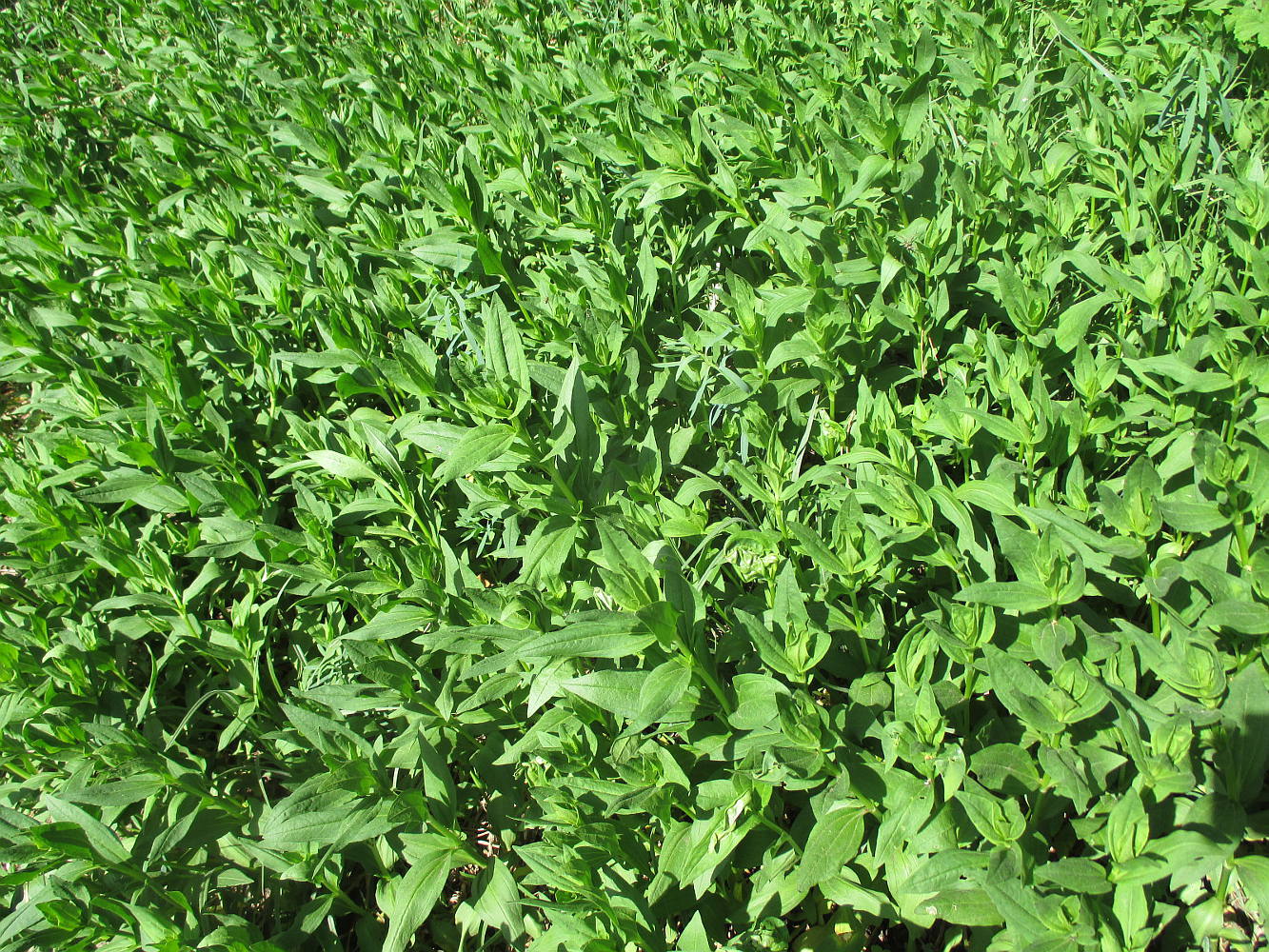 Image of Saponaria officinalis specimen.