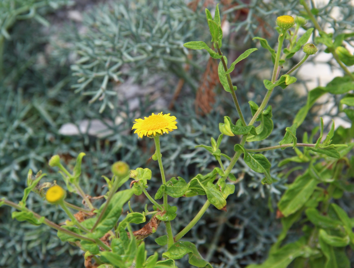 Image of Pulicaria dysenterica specimen.