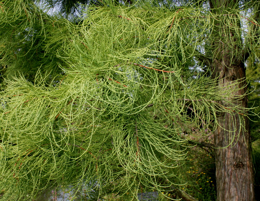 Изображение особи Taxodium distichum var. imbricatum.