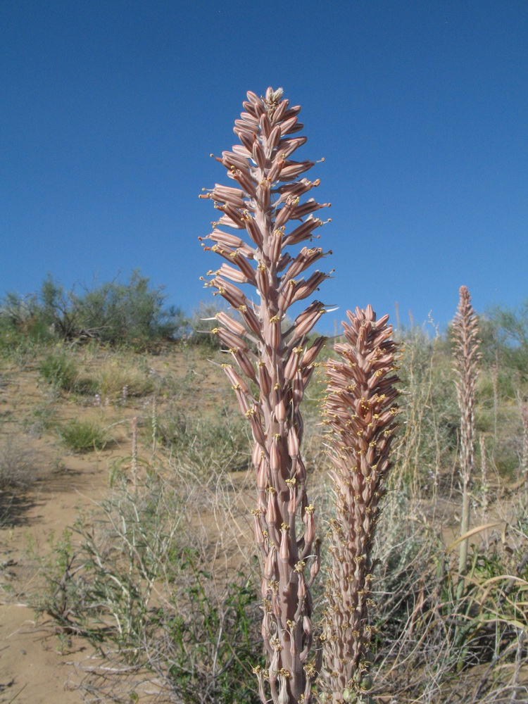 Изображение особи Eremurus inderiensis.