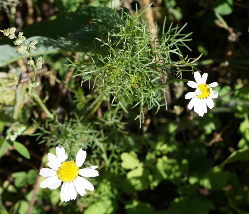 Изображение особи Tripleurospermum inodorum.