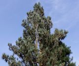 Pinus sylvestris. Верхняя часть кроны ('Fastigiata'). Германия, г. Дюссельдорф, Ботанический сад университета. 05.09.2014.