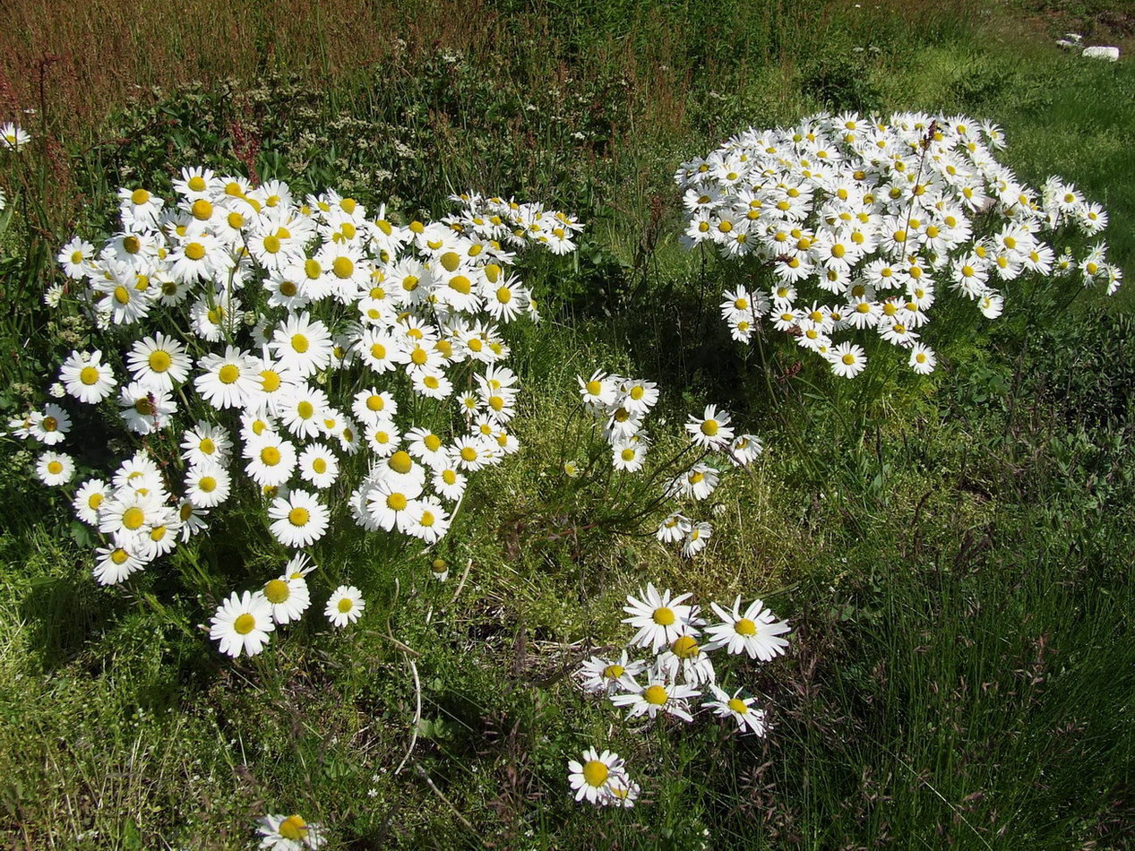 Изображение особи Tripleurospermum subpolare.