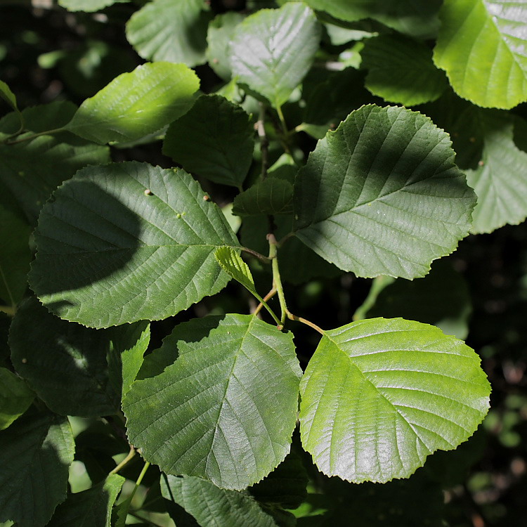 Изображение особи Alnus glutinosa.