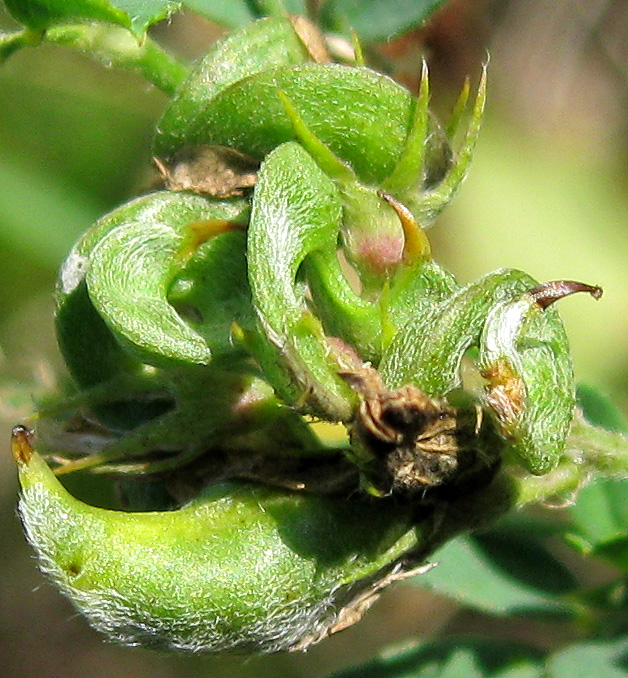 Image of Medicago &times; varia specimen.