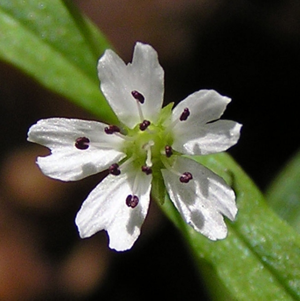 Image of Pseudostellaria sylvatica specimen.