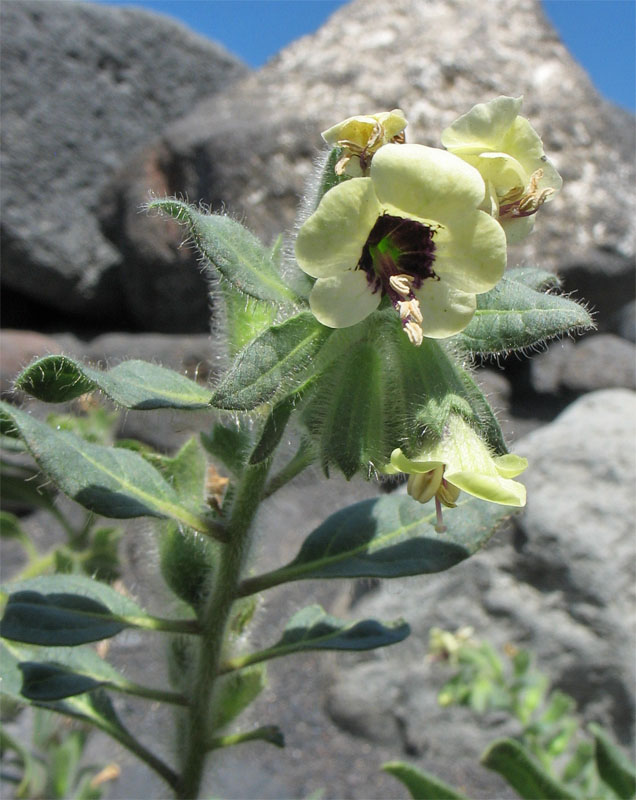 Image of Hyoscyamus albus specimen.