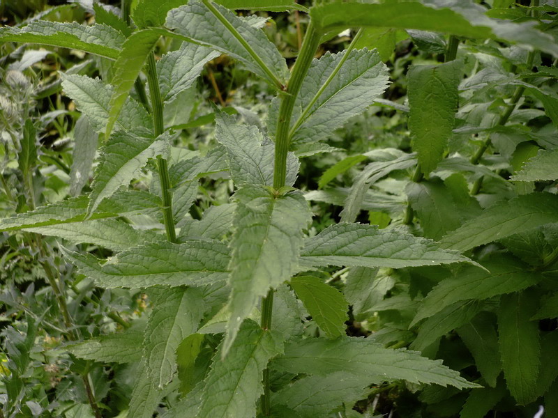 Image of Gadellia lactiflora specimen.