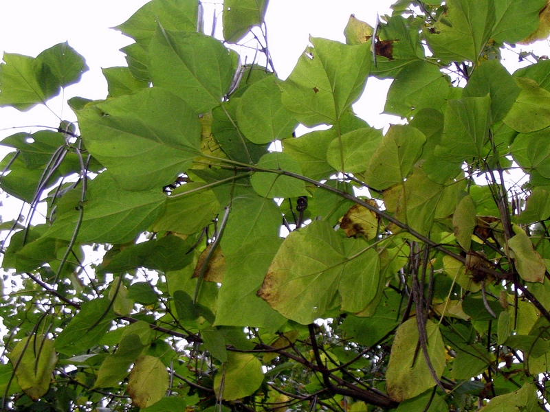 Image of Catalpa bignonioides specimen.