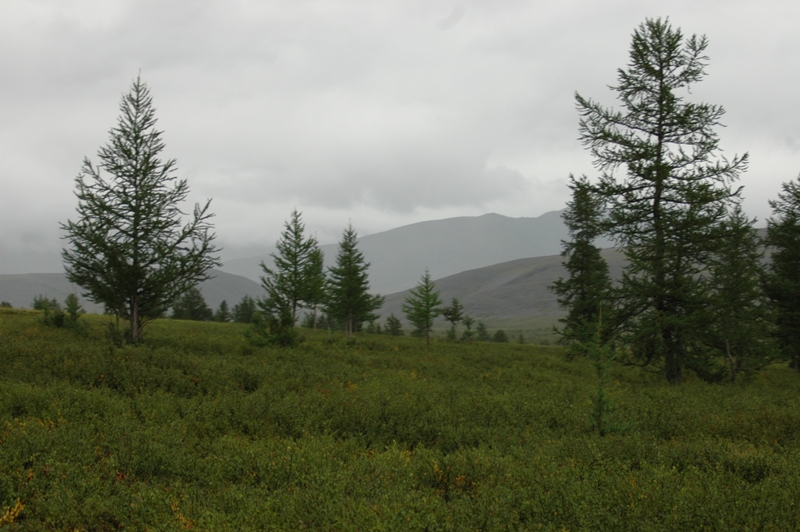 Image of genus Betula specimen.