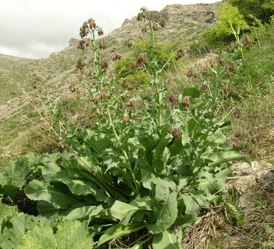 Изображение особи Trachelanthus korolkowii.