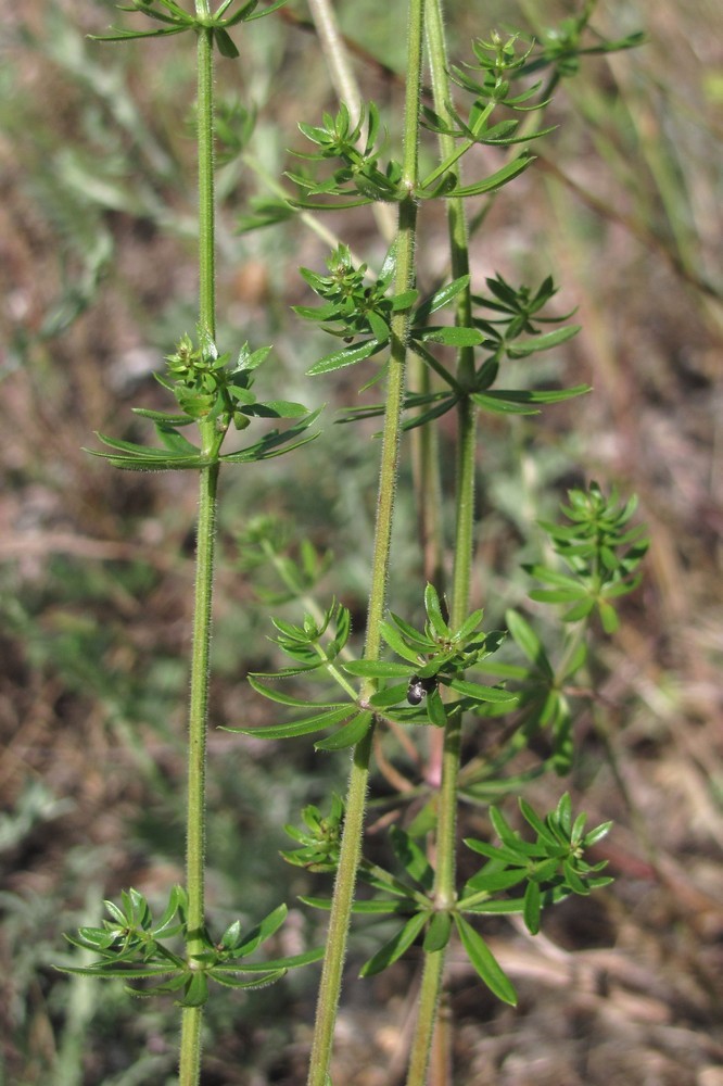 Image of Galium album specimen.