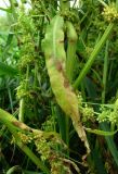 Rumex maritimus