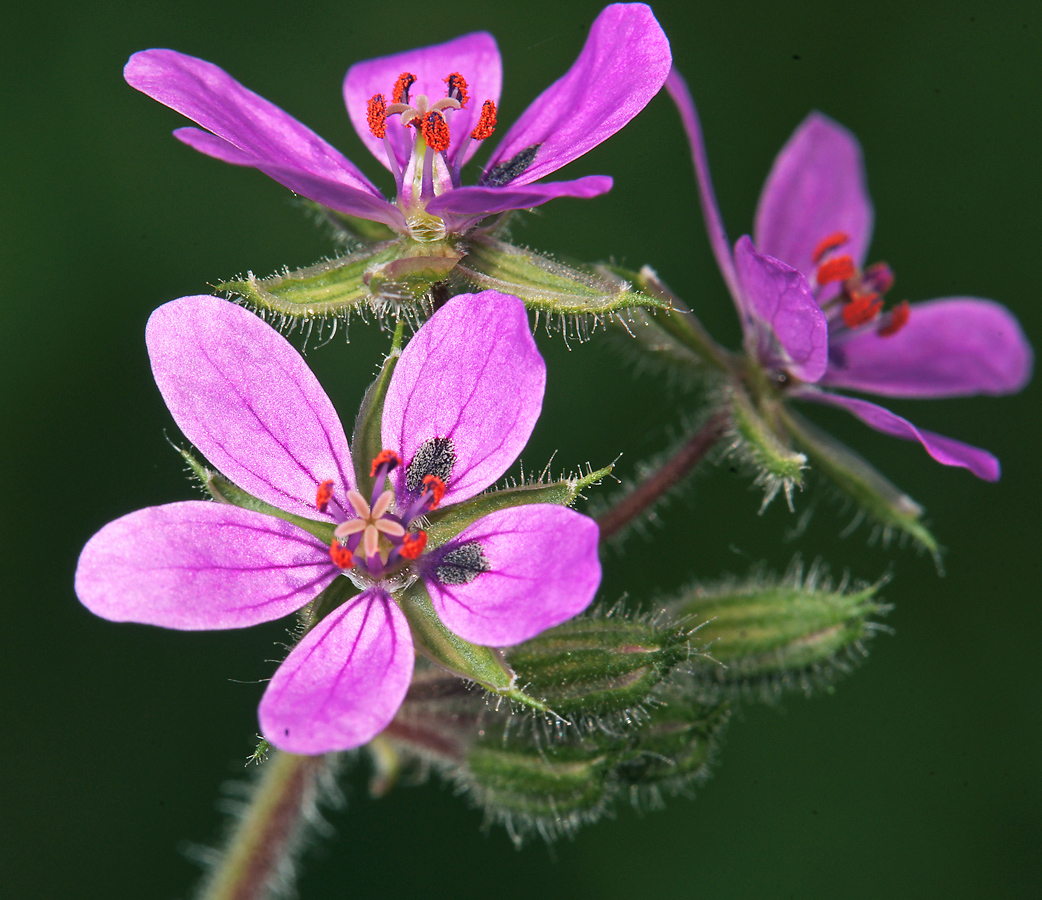 Изображение особи Erodium cicutarium.