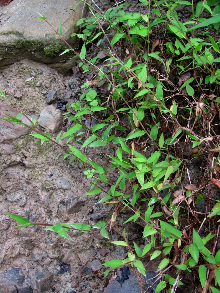 Image of Microstegium japonicum specimen.