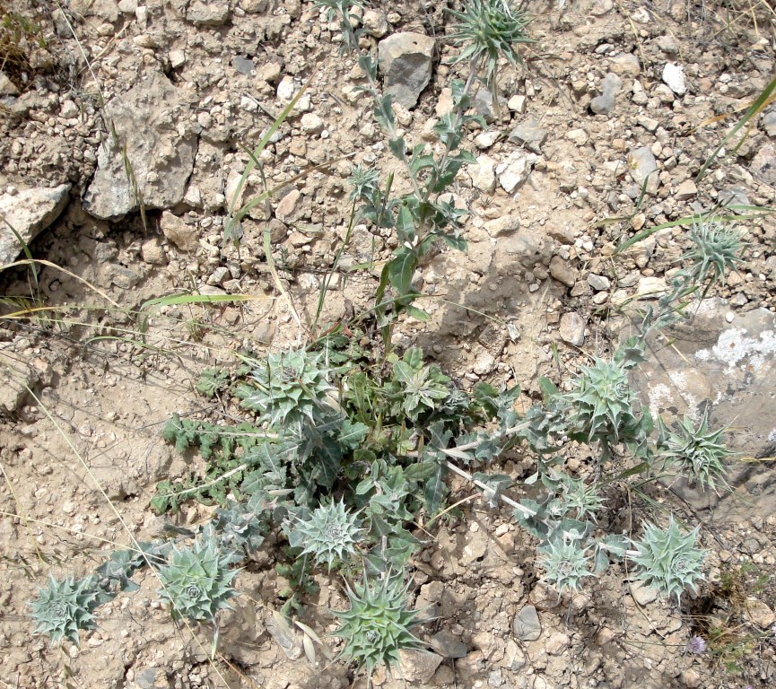 Изображение особи Cousinia verbascifolia.