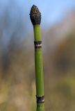 Equisetum hyemale