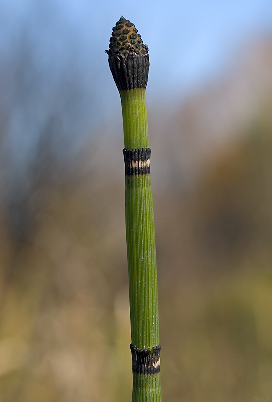 Изображение особи Equisetum hyemale.