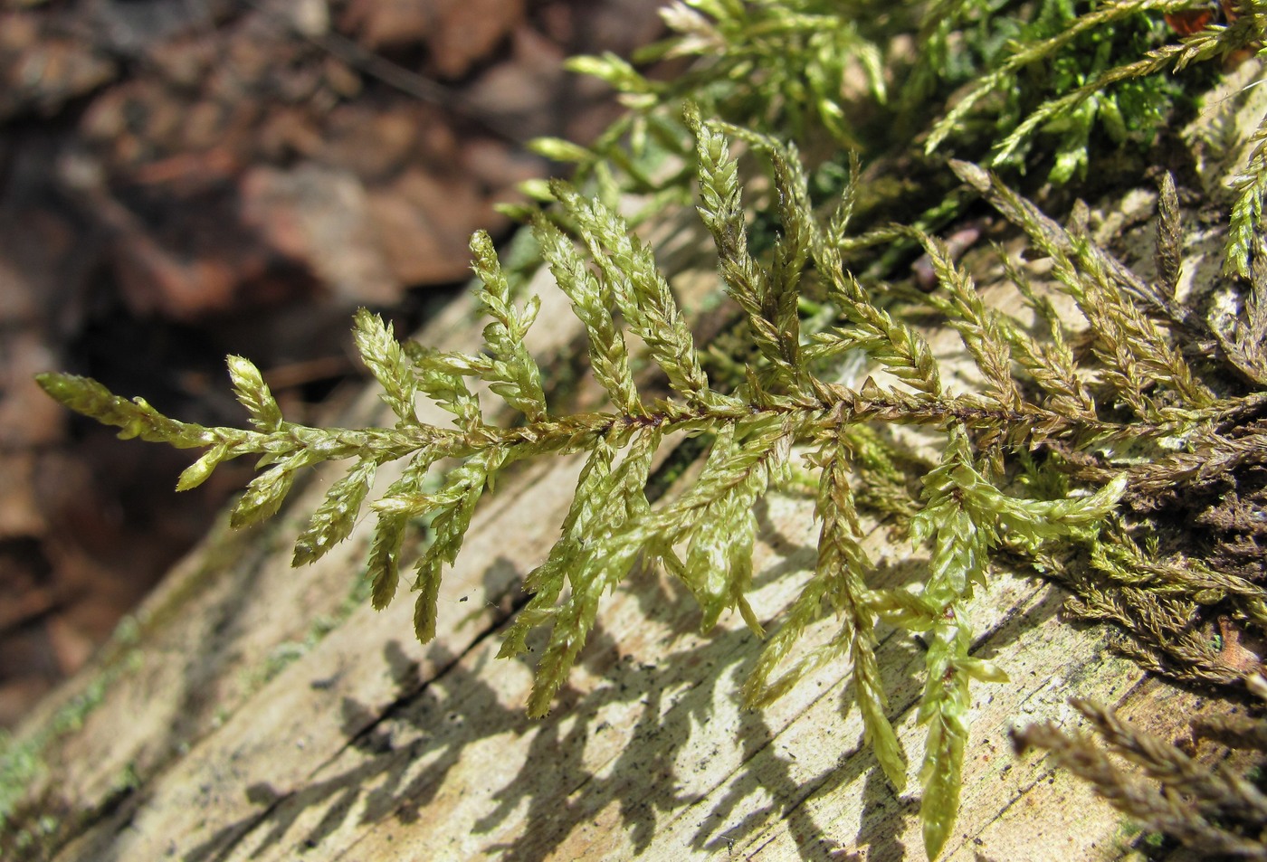 Image of Pleurozium schreberi specimen.