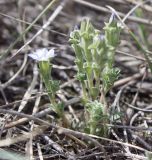 Gentiana squarrosa. Цветущее растение. Хакасия, окр. с. Аршаново, степь на песках. 23.05.2015.