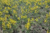 Thermopsis mongolica