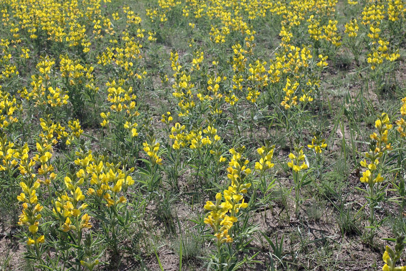 Image of Thermopsis mongolica specimen.