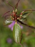 Rhododendron sichotense. Верхушка побега с завязями. Беларусь, г. Витебск, ботанический сад ВГУ. 06.05.2015.