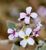 Morettia canescens