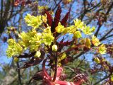 Acer platanoides