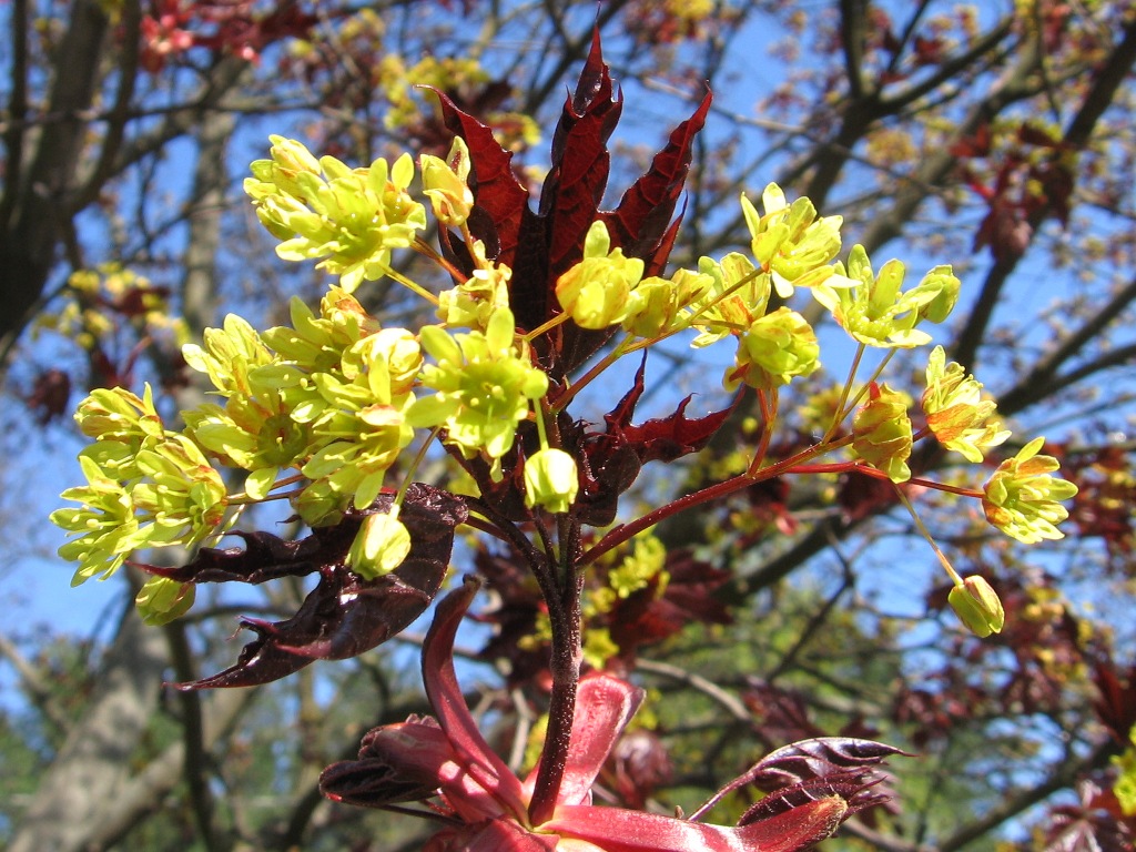 Image of Acer platanoides specimen.