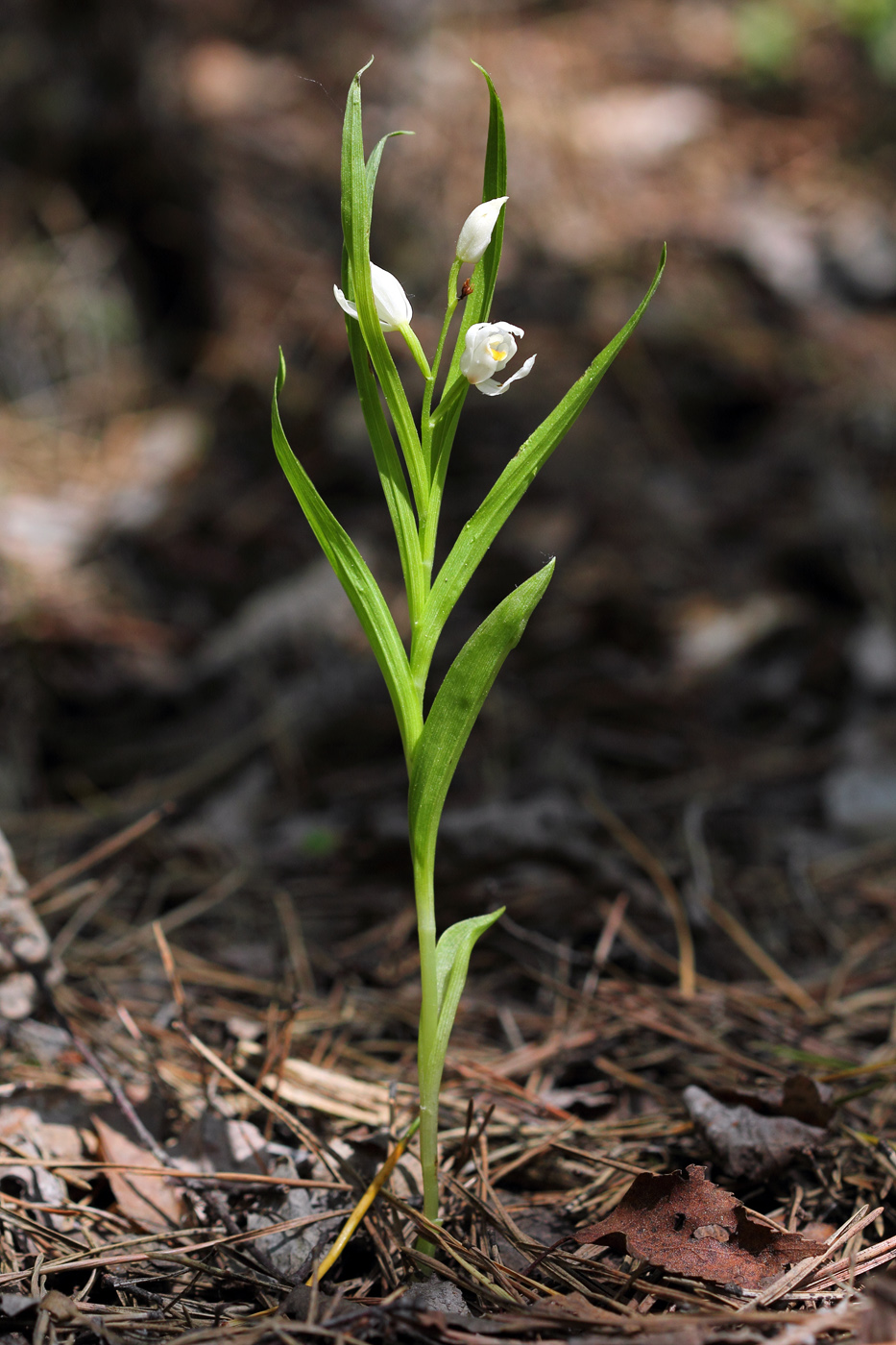 Image of Cephalanthera longifolia specimen.