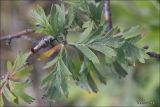 Crataegus orientalis