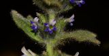 Ajuga orientalis. Часть побега с соцветием. Израиль, Голанские высоты, лес Одем, под деревьями. 15.05.2015.